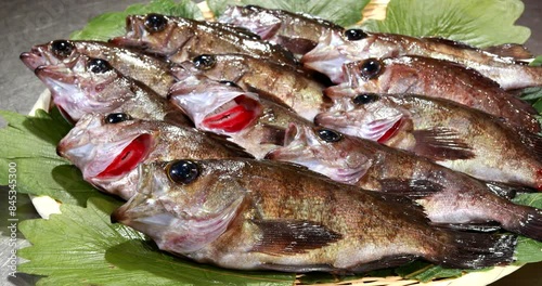 Japanese rockfish