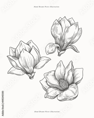 Set of flowers magnolia in engraving style. Botanical illustration. Beautiful ornamental plant, vector illustration.