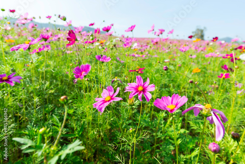 Amazing and beautiful of cosmos flower field landscape.background. © tonjung