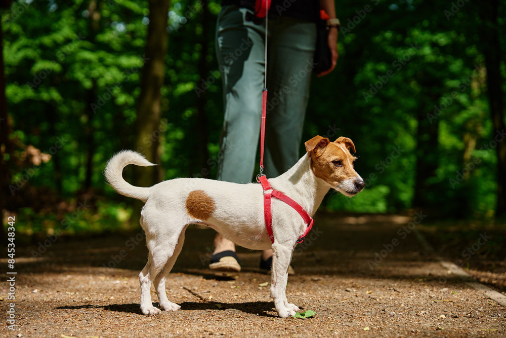 Woman wearing casual clothes walks her Jack Russell terrier dog in summer park. Dog is wearing red harness. Cute pet at morning walking Woman wearing casual clothes walks her Jack Russell terrier dog in summer park. Dog is wearing red harness. Cute pet at morning walking