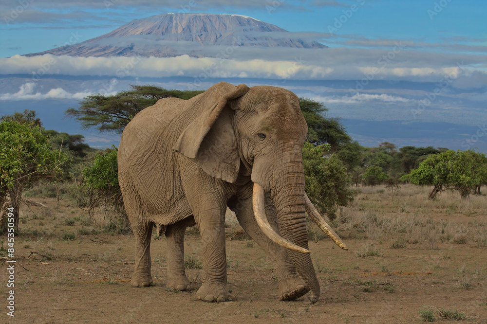 Obraz premium side view of the majstic african bull elephant known as pascal standing with mount kilimanjaro in the background in the wild savannah of kimana sanctuary, kenya
