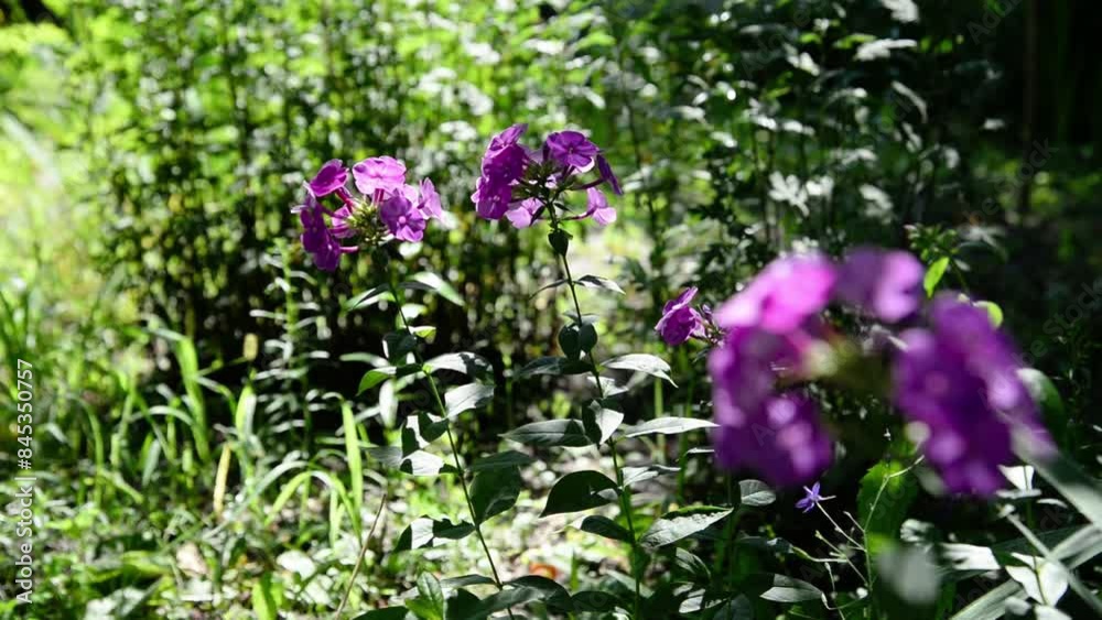 blooming phlox bush in sunlight in the garden, summer floral background blooming phlox bush in sunlight in the garden, summer floral background