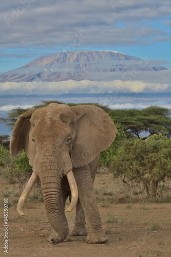 portrait of pascal, the african bull elephant strikes a pose with mount kilimanjaro in the background in the wild plains of kimana sanctuary, kenya © Nirav Shah