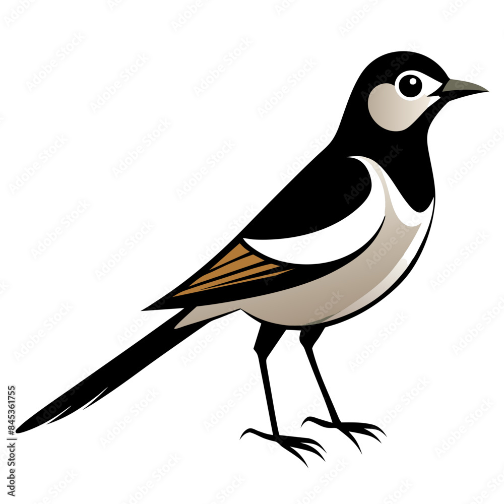 Obraz premium Wagtail bird different style vector illustration line art