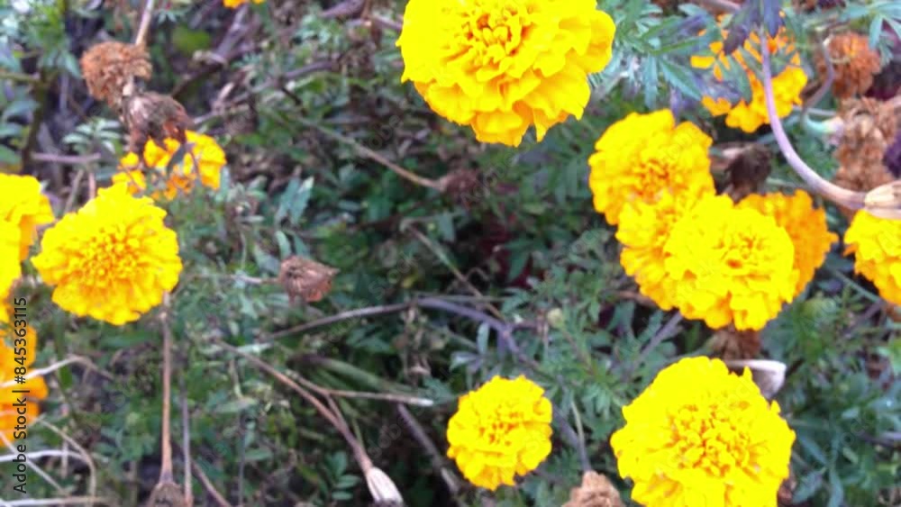 A bunch of yellow flowers with brown spots A bunch of yellow flowers with brown spots