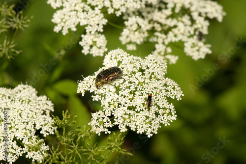 Fototapeta Naklejka Na Ścianę i Meble -  Błyszczący żuk jedzący pyłek na białych kwiatach w czerwcu w Polsce