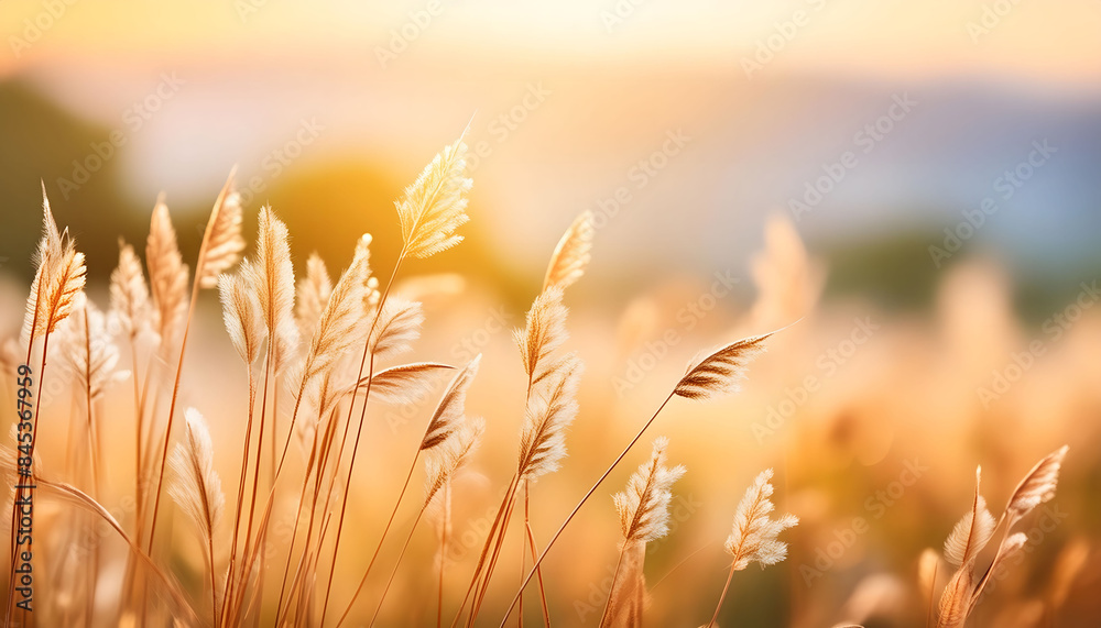 Summer Sunset With Tall Grass Blades in Golden Light Summer Sunset With Tall Grass Blades in Golden Light