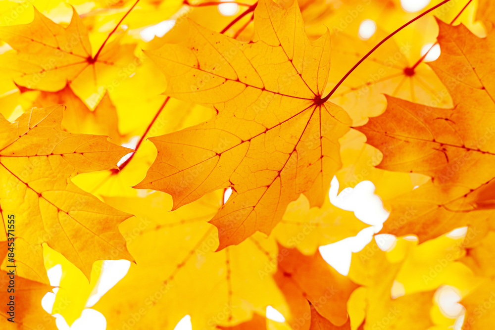 Autumn natural background, closeup yellow red orange leaves beauty in nature abstract maple leaf, environment texture pattern from autumnal foliage, fall colored scene, aesthetic nature Autumn natural background, closeup yellow red orange leaves beauty in nature abstract maple leaf, environment texture pattern from autumnal foliage, fall colored scene, aesthetic nature