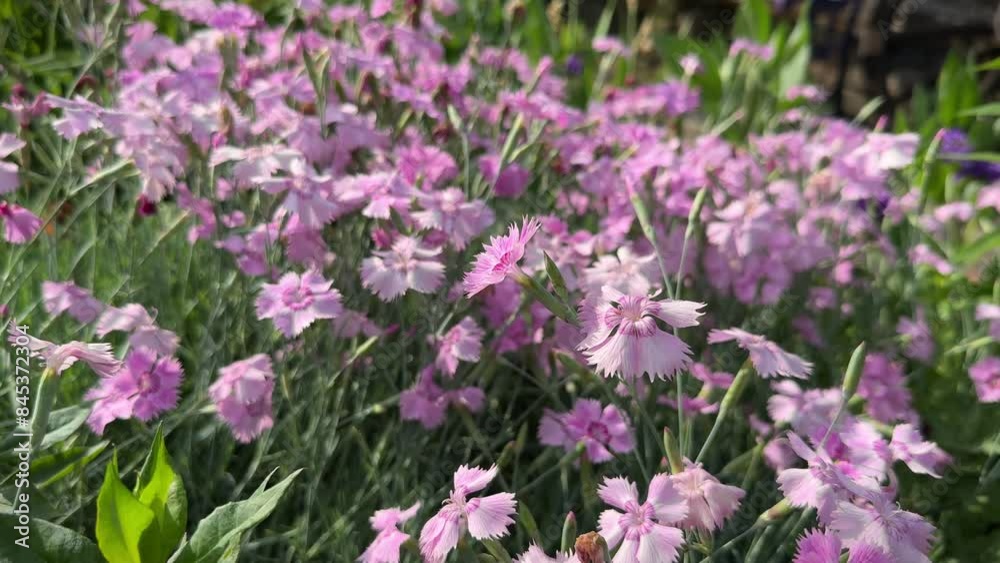 Close-up of vibrant Cheddar Pink or Dianthus gratianopolitanus flowers blooming in the garden. Close-up of vibrant Cheddar Pink or Dianthus gratianopolitanus flowers blooming in the garden.