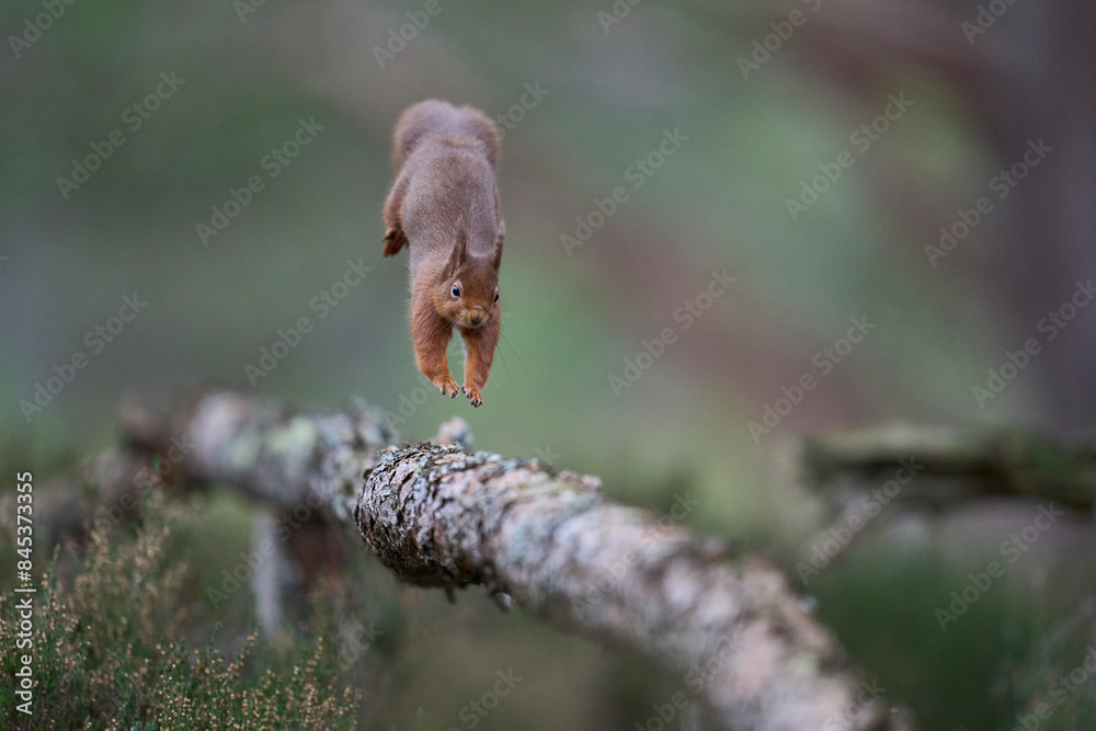 Red Squirrel (Sciurus vulgaris) feeding in a forest in the Highlands of Scotland. Red Squirrel (Sciurus vulgaris) feeding in a forest in the Highlands of Scotland.
