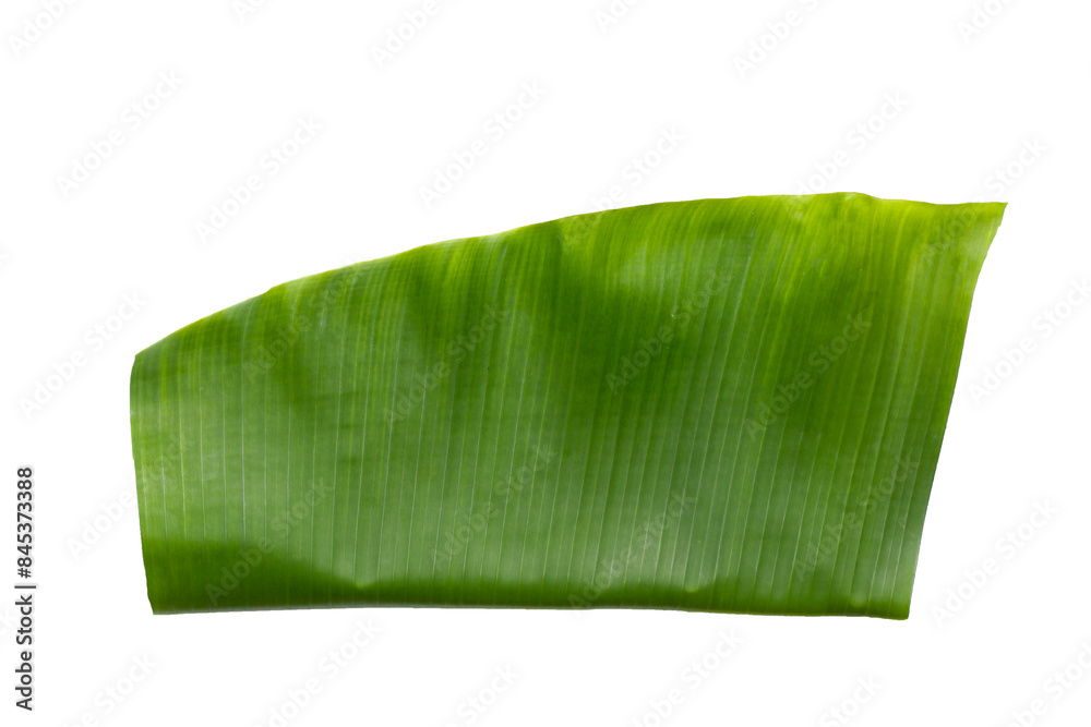Green leaves of banana tree Green leaves of banana tree