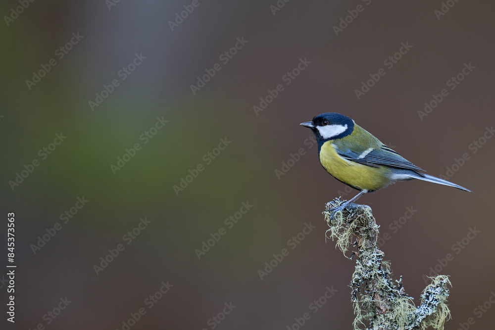 Great Tit (Parus major) perched on a branch in the highlands of Scotland Great Tit (Parus major) perched on a branch in the highlands of Scotland