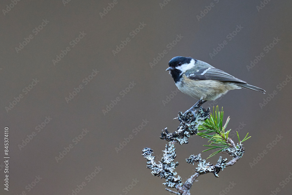 Obraz premium Coal Tit (Periparus ater) perched on a branch in the highlands of Scotland