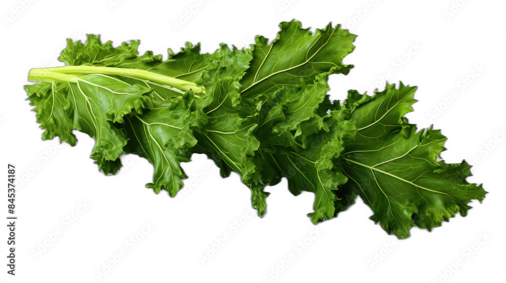 A kale leaf clipart, nature element, 3D illustration, green, isolated on white background A kale leaf clipart, nature element, 3D illustration, green, isolated on white background