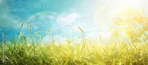 Abstract nature background featuring grass in a meadow and a blue sky in the background in spring or summer
