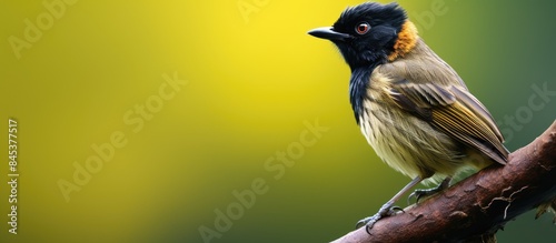 The Sooty headed Bulbul on a branch. Creative banner. Copyspace image photo