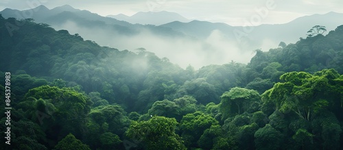 Fototapeta Naklejka Na Ścianę i Meble -  aerial view of tropical rain forest at morning. Creative banner. Copyspace image