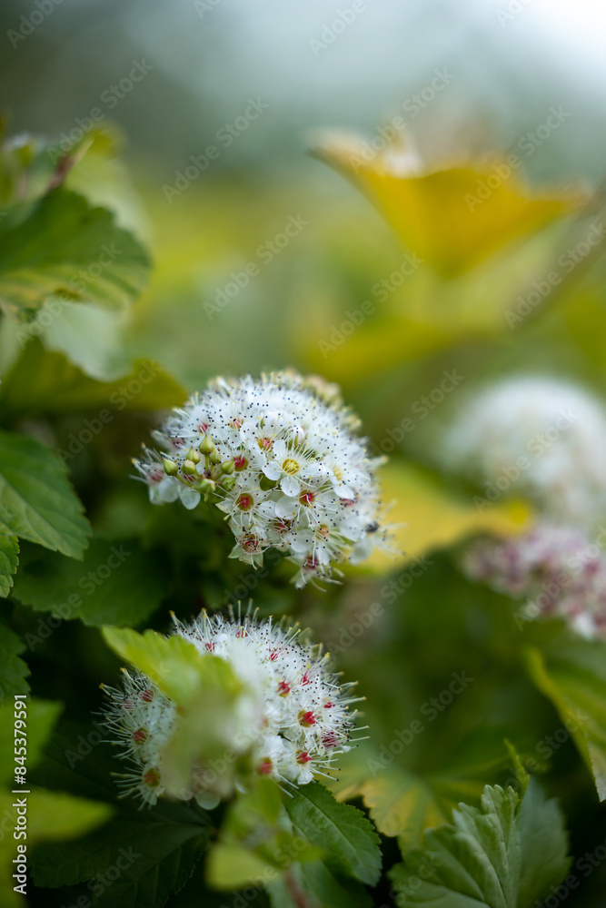Close-up of flowering clusters of a tree Close-up of flowering clusters of a tree