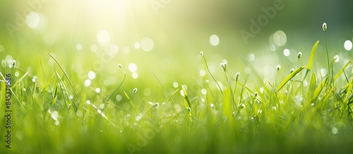 Fototapeta Naklejka Na Ścianę i Meble -  Soft focus juicy fresh green grass glistens in the sun Sunny summer background. Creative banner. Copyspace image