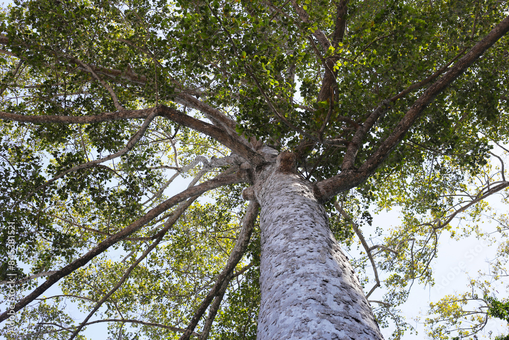 Fototapeta premium Big and tall tree with branches