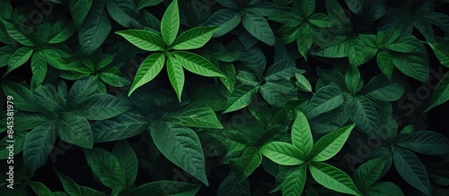 Green leaves image. Creative banner. Copyspace image © HN Works