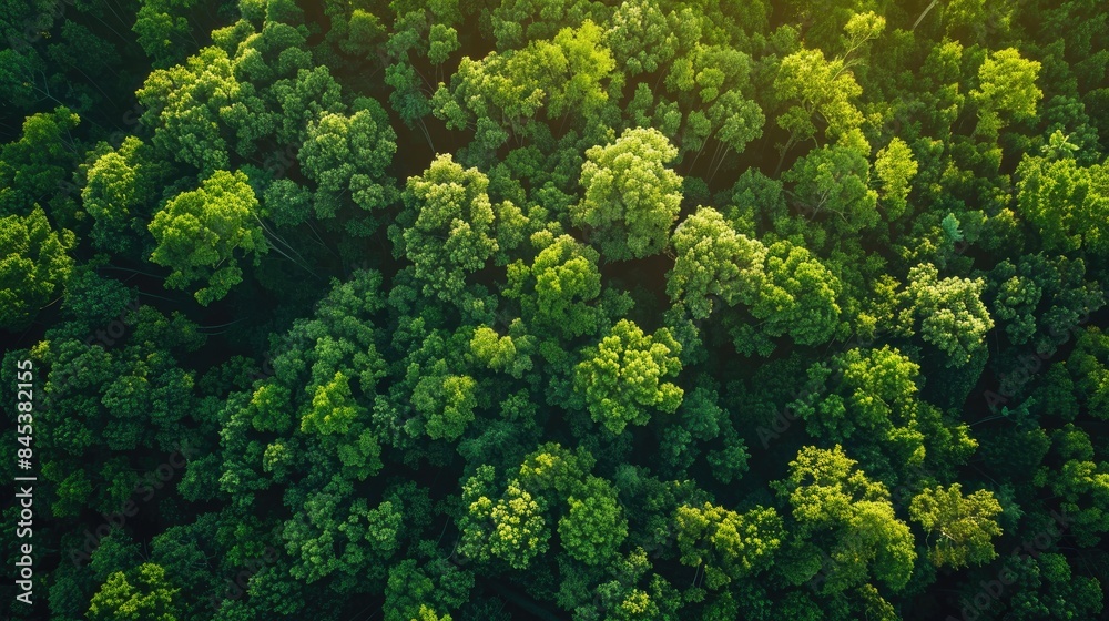 Naklejka premium Sunlit green forest captured in wide angle shot