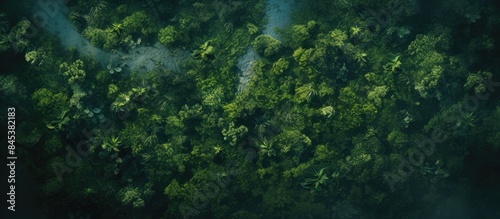 Fototapeta Naklejka Na Ścianę i Meble -  jungle from a top view. Creative banner. Copyspace image