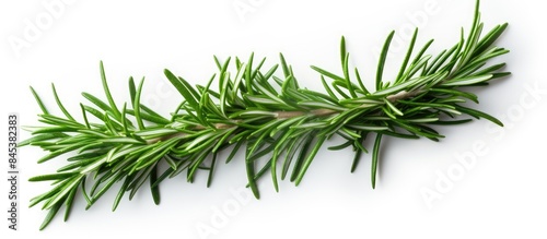 green rosemary leaves on a white background fresh herb. Creative banner. Copyspace image