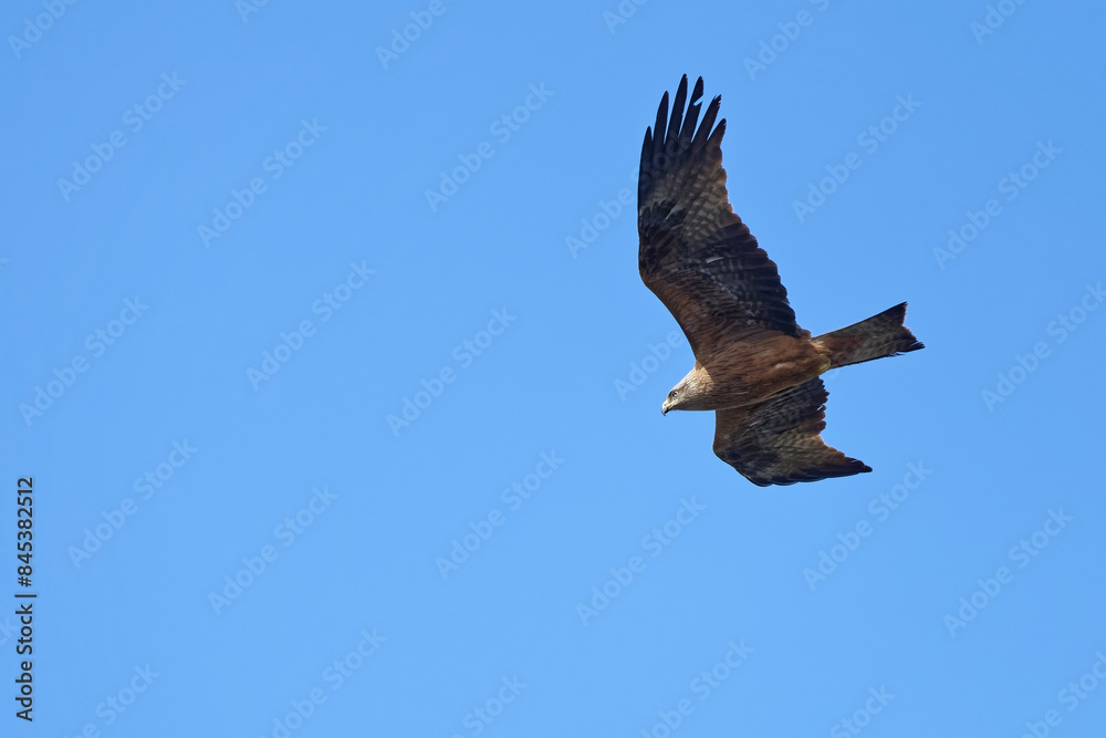 Milan noir - Milvus migrans - rapaces - Accipitridae
Milan noir - Milvus migrans - rapaces - Accipitridae