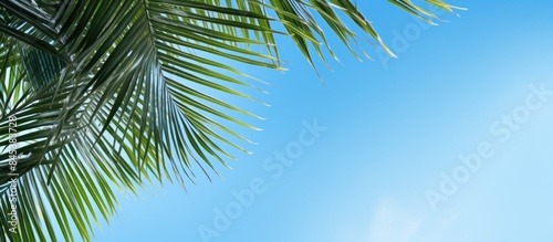 palm leaves. Creative banner. Copyspace image