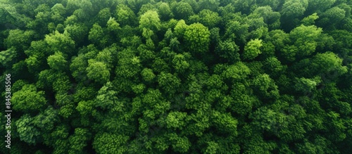 Green trees in a forest of urban park Environment concepts and background Top view forest texture of forest view from above. Creative banner. Copyspace image