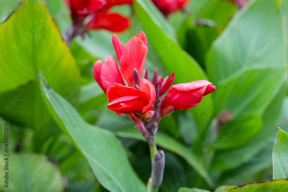 Blooming canna lily flower with green leaves Blooming canna lily flower with green leaves