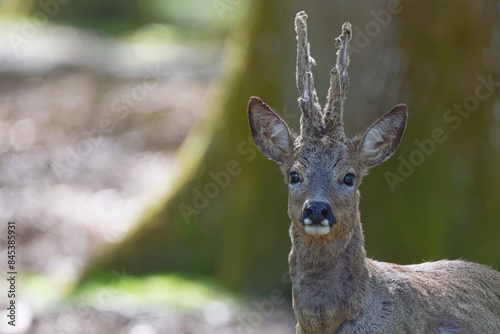 Chevreuil - Capreolus capreolus
 photo