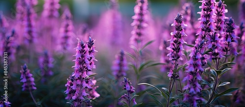 Purple salvia also known as Meadow Sage or Salvia nemorosa is a perennial herbaceous plant with slender spikes of deep purple flowers The flowers grow in dense clusters on tall upright stems photo