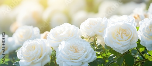 Beautiful white roses in the garden. Creative banner. Copyspace image