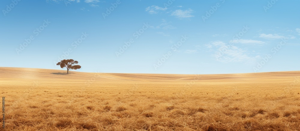 Obraz premium field stubble. Creative banner. Copyspace image