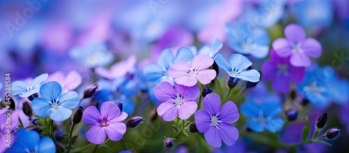 Flowering blue cushion Aubrieta in spring. Creative banner. Copyspace image photo