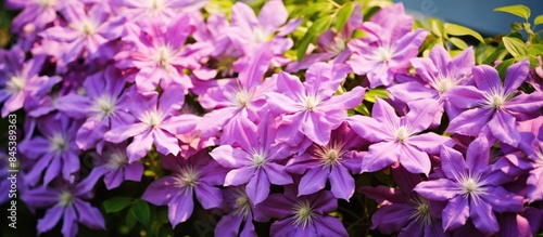 Beautiful violet flowers of clematis in garden. Creative banner. Copyspace image