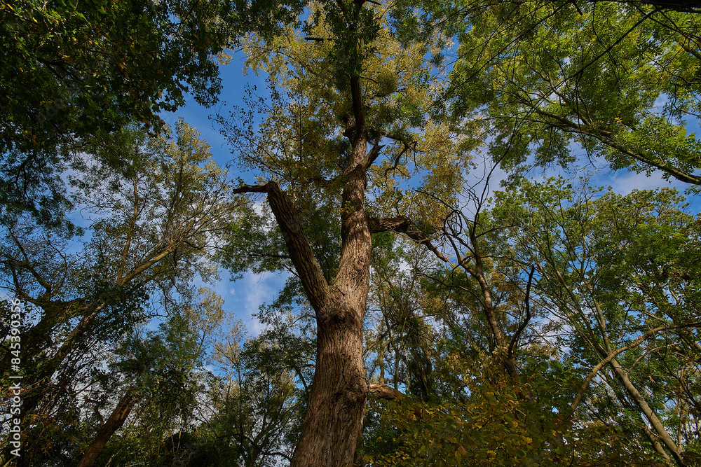 Naklejka premium Amazing Carpathian forest in autumn season, Slovakia