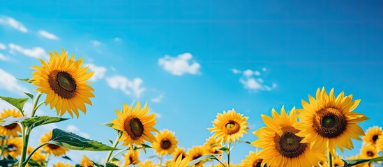 fading sunflowers in the summer blooming at the end of flowering sunflowers in the summer in the field. Creative banner. Copyspace image
