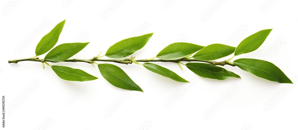 Naklejka premium Green tea leaf isolated on white background. Creative banner. Copyspace image