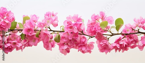 Pink Bougainvillea of paper flower with small green leaves with green background in soft focus. Creative banner. Copyspace image