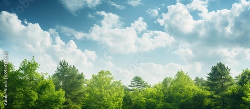 View of the sky to the tops of the trees in the forest. Creative banner. Copyspace image