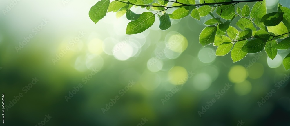 Bokeh of green leaves. Creative banner. Copyspace image