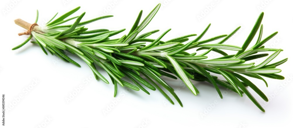 fresh rosemary branch isolated on white background. Creative banner. Copyspace image fresh rosemary branch isolated on white background. Creative banner. Copyspace image