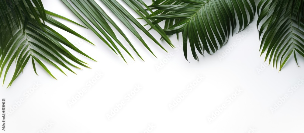 coconut leaves on white background. Creative banner. Copyspace image coconut leaves on white background. Creative banner. Copyspace image