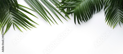 coconut leaves on white background. Creative banner. Copyspace image