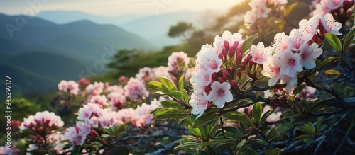 Mountain Laurel Blooming in the Appalachian Spring. Creative banner. Copyspace image