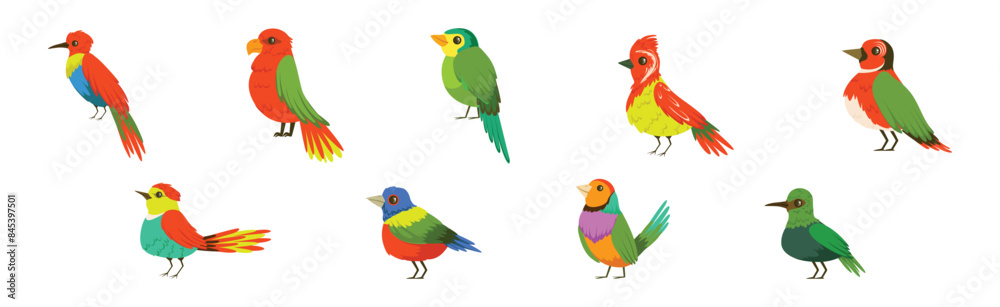 Obraz premium Bright Tropical Bird with Colorful Feathers Vector Set