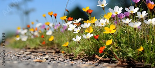 Fototapeta Naklejka Na Ścianę i Meble -  a close up of small wildflowers blooming on the street. Creative banner. Copyspace image